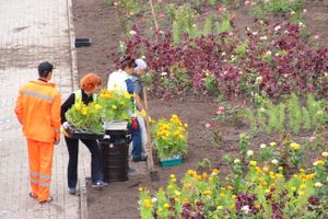 В Великих Луках сажают, стригут и красят (ФОТО)
