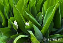 Прогноз погоды на 22 мая в Великих Луках