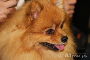 Всероссийская выставка собак в Великих Луках (фото)