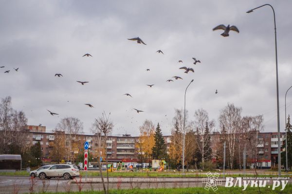 Стало известно, когда в Псковскую область придут морозы