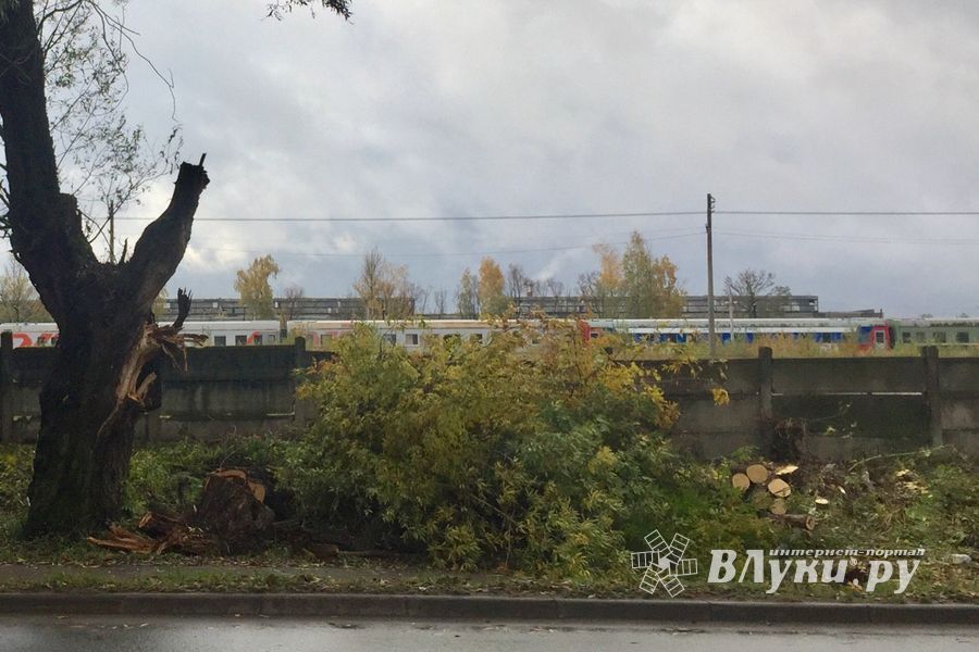 В Великих Луках, почти в центре города, более двух месяцев лежало поваленное дерево (ФОТО)