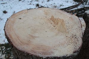 Главная городская ёлка отправилась на свалку (ФОТО)