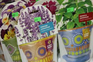 «Золотая Репка» удивляет! (ФОТО)