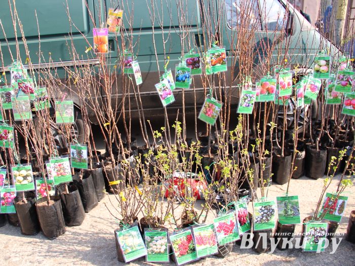 СТЦ «СтройСам» порадовал великолучан на универсальной ярмарке «Весна-2018» (ФОТО)