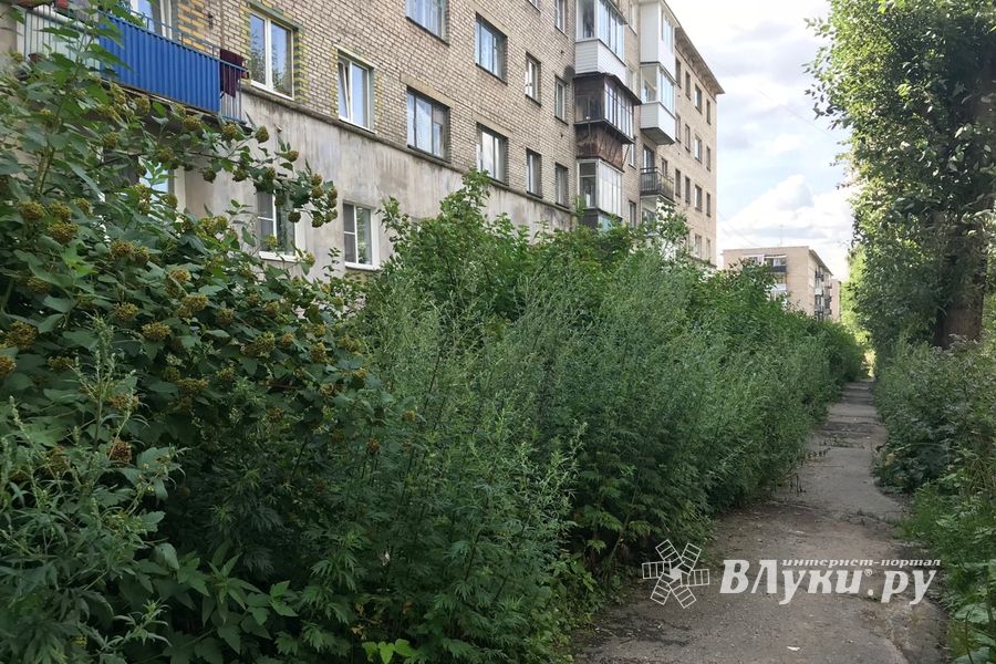 Пора приглашать англичан в Великие Луки (ФОТО)