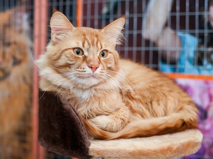 В Великих Луках пройдет контактная зоовыставка — время гладить котиков! (ФОТО)