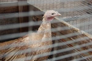 В Великих Луках проходит Весенняя ярмарка (ФОТО)