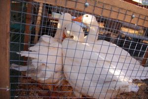 Торговая ярмарка «Осень-2016» прошла в Великих Луках (ФОТО)