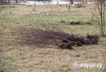 В Псковской области в конце апреля начнется первая высадка деревьев в рамках акции «Сад памяти»