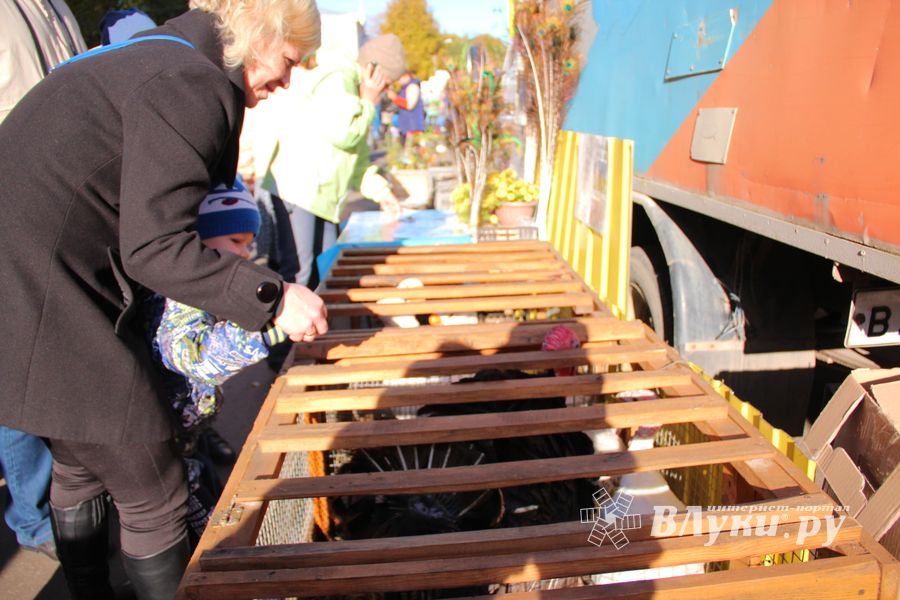 Торговая ярмарка «Осень-2016» прошла в Великих Луках (ФОТО)