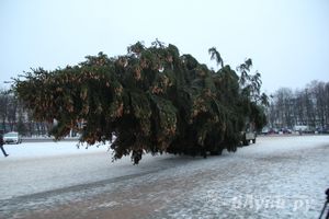 В Великих Луках установили новогоднюю елку (фото)