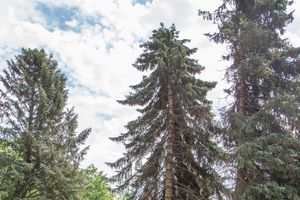 Небезразличные великолучане помогают убрать город после урагана (ФОТО)