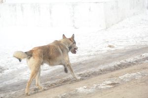 Легкоатлетический пробег Великие Луки — деревня Чернушки