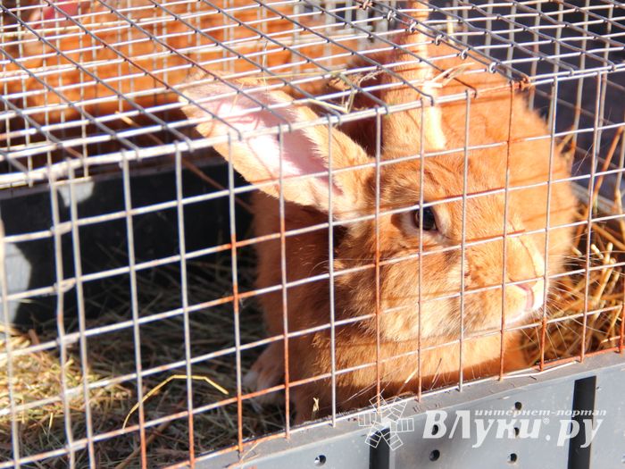 Торговая ярмарка «Осень-2016» прошла в Великих Луках (ФОТО)