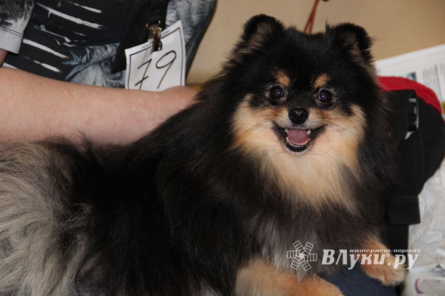 Всероссийская выставка собак в Великих Луках (фото)