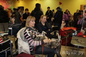 Всероссийская выставка собак в Великих Луках (фото)