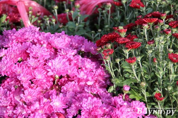 Сегодня великолучанам обещают дождь