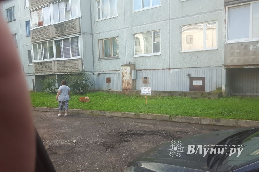 ФОТОФАКТ: Тяжелые отношения собак и газонов