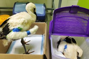 В Псковской области спасли двух аистят (ФОТО)