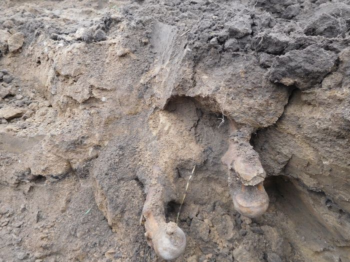 Поисковики подняли 15 солдат РККА в Локнянском районе (ФОТО)