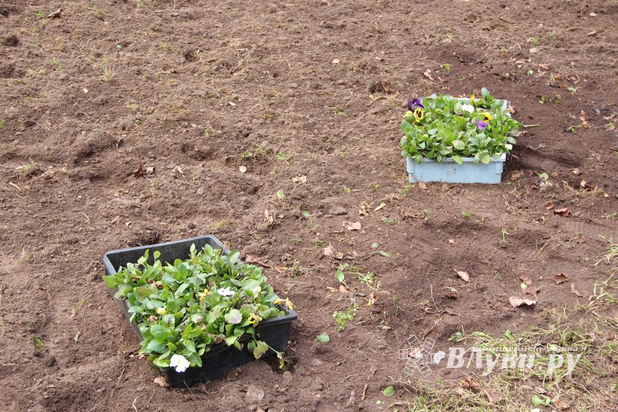 Виолы первыми появились на клумбах Великих Лук (ФОТО)