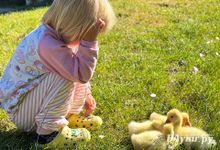 Вступили в силу новые ветеринарные правила содержания сельскохозяйственной птицы