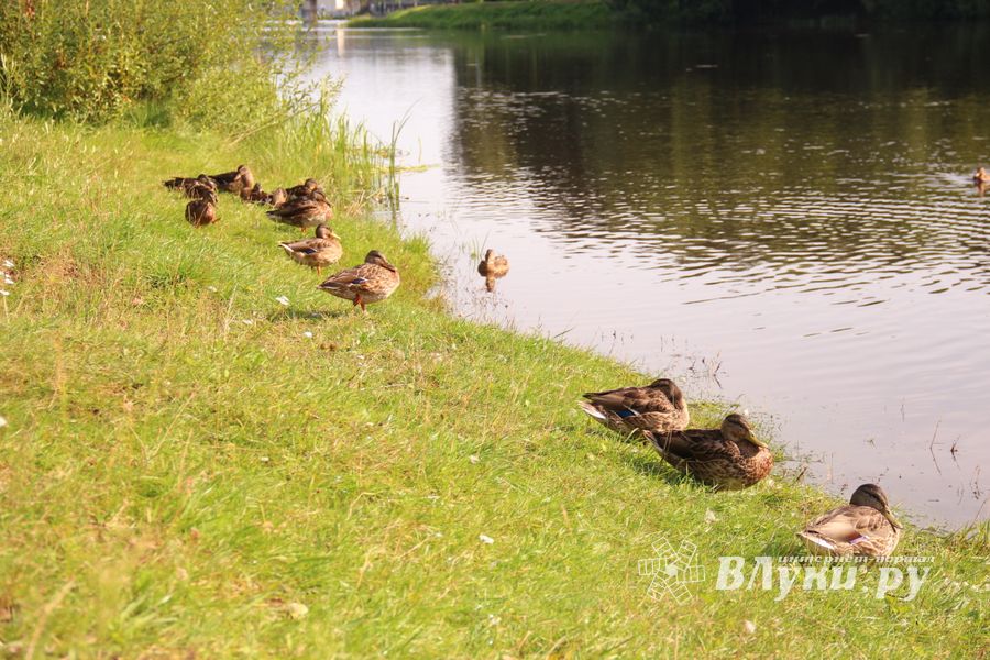 В Великих Луках прошёл Рыболовный фестиваль (ФОТО)