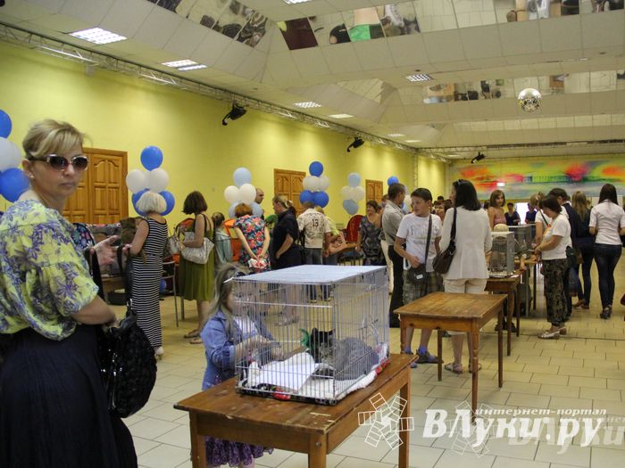 В Великих Луках прошла выставка кошек (фото)