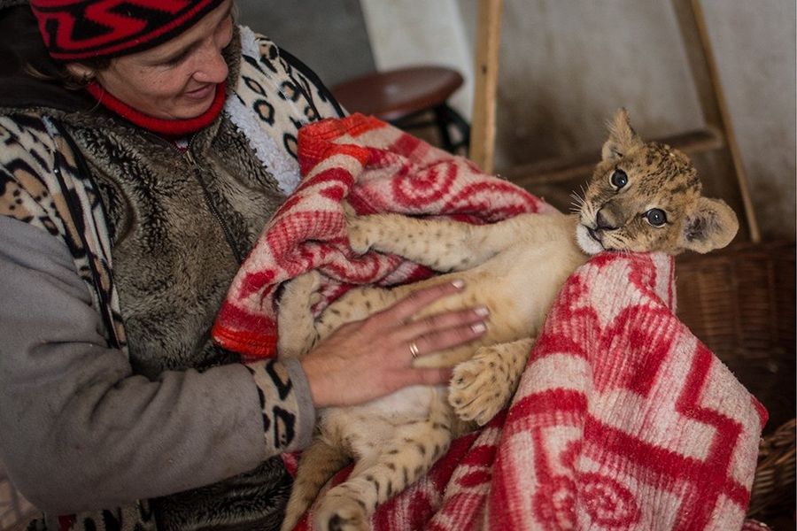 Крымские львята замерзают