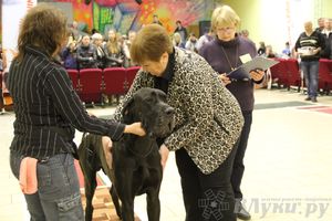 Всероссийская выставка собак «Великие Луки — 2014»