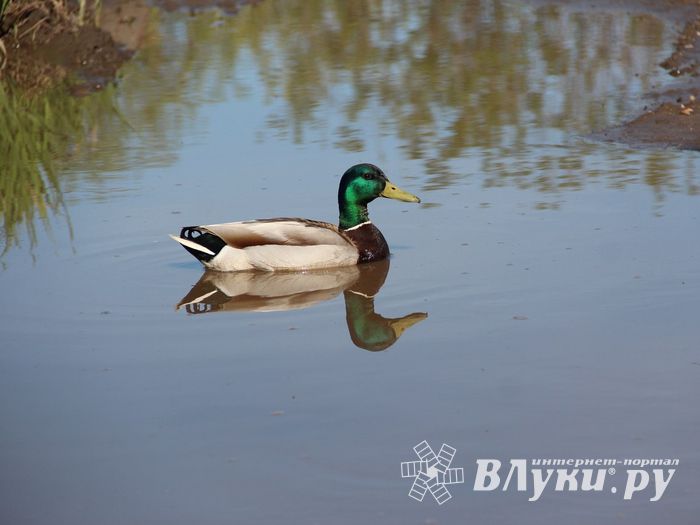 Фотофакт: селезню приглянулась лужа на дороге