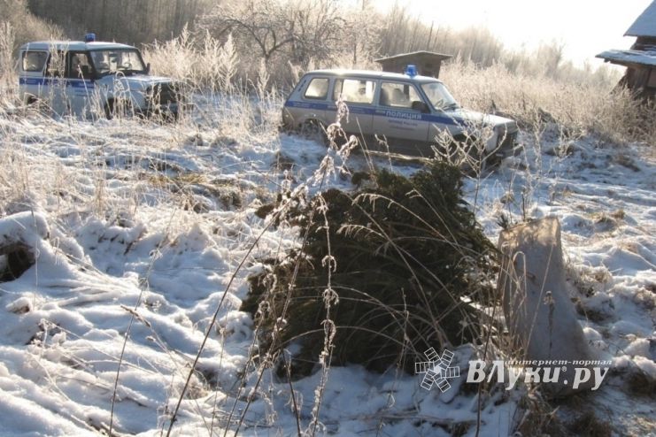 В Псковской области полиция изъяла у двоих граждан крупную партию наркотиков, а также оружие и боеприпасы (ФОТО)