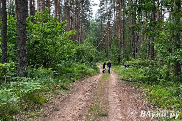 Псковский Роспотребнадзор напоминает о мерах профилактики отравлений грибами