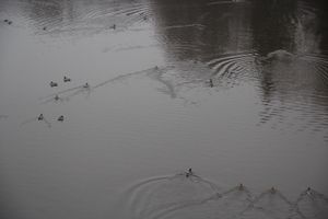 Город встретил День народного единства