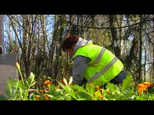 Импульс-ТВ: Озеленение города