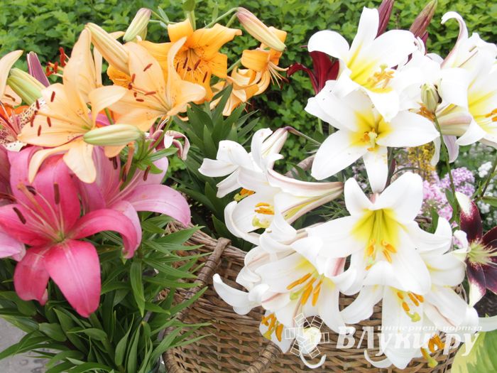 «Парад детских колясок» в День семьи, любви и верности (ФОТО)