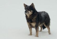 Усвятский Хатико ждёт своих хозяев на «Ниве» (ФОТО)