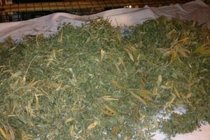 В Псковской области завершилась операция «Мак» (фото)