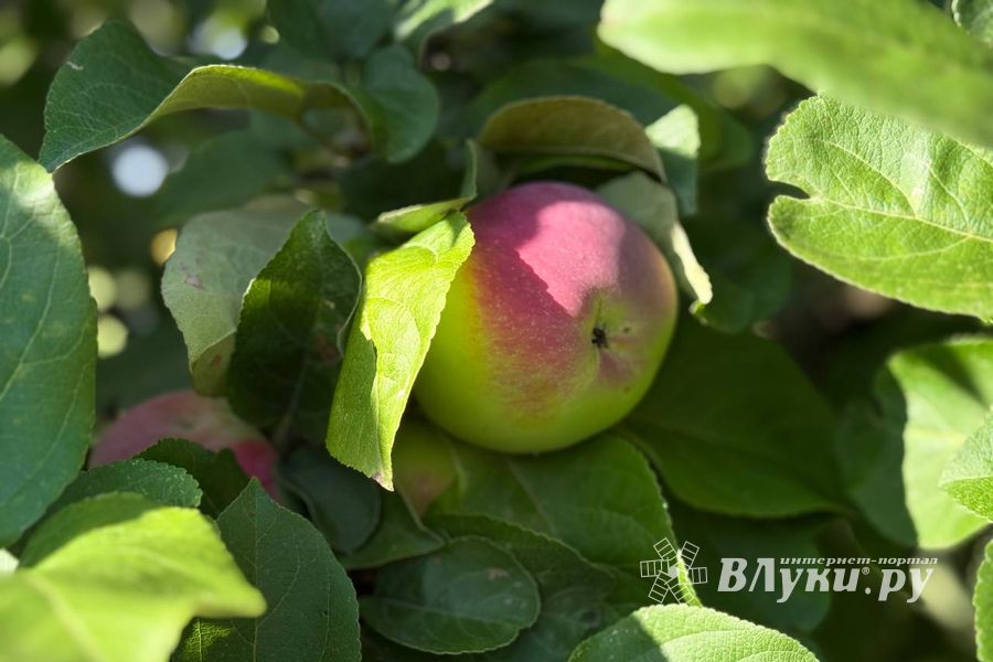 ВЛуки.ру