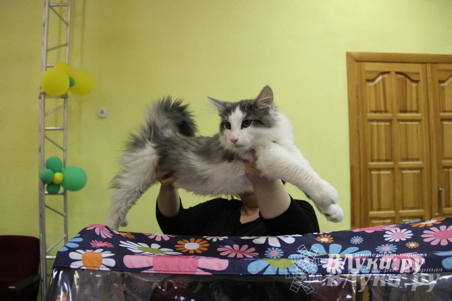 В Великих Луках прошла выставка кошек (фото)
