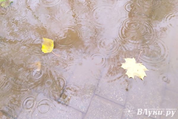 Сегодня в Великих Луках будет пасмурно и дождливо