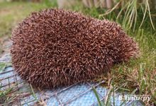 Сегодня в Великих Луках будет пасмурно