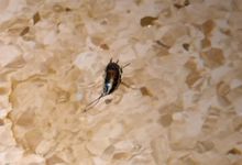 Жительница Великих Лук рассказала о тараканах в детской больнице (ФОТО, ВИДЕО)