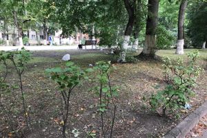 Парк Пушкина: «... А вкруг меня глухое запустенье...» (ФОТО)