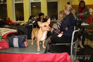 Всероссийская выставка собак в Великих Луках (фото)