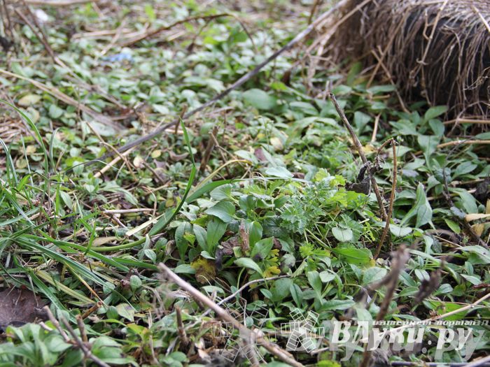 Этот странный январь