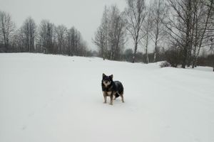 Усвятский Хатико ждёт своих хозяев на «Ниве» (ФОТО)