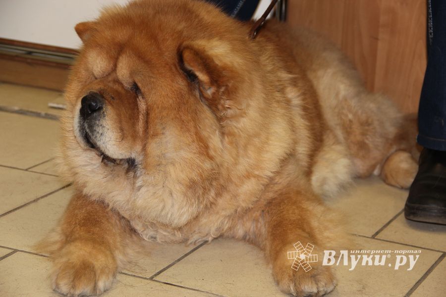 Всероссийская выставка собак в Великих Луках (фото)