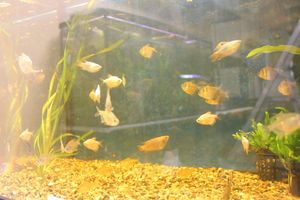 «Zooбастики»: подарите праздник своим любимцам! (ФОТО+ВИДЕО)