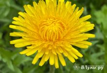 Прогноз погоды на 14 мая в Великих Луках